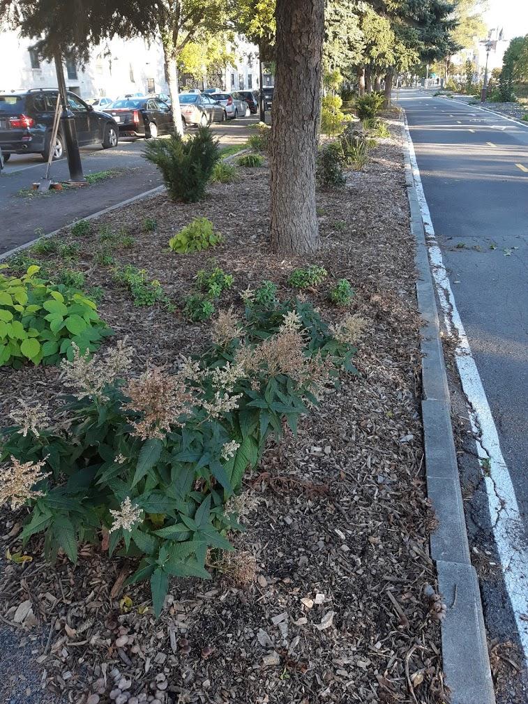 Aménagement paysager en bordure de la piste cyclable Vieux Port de Montréal