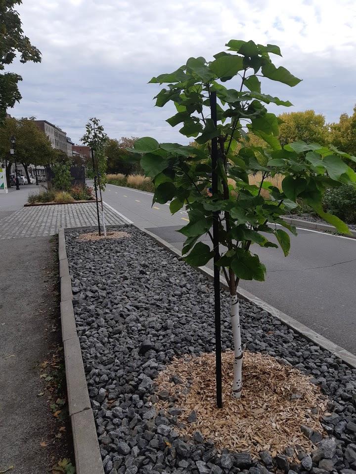 Aménagement paysager en bordure de la piste cyclable Vieux Port de Montréal