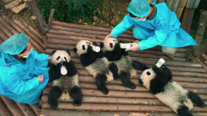 LES PANDAS DÉBARQUENT AU VIEUX-PORT DE MONTRÉAL EN IMAX 3D