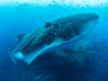 PLONGER DANS L’HABITAT LE MOINS EXPLORÉ DE LA PLANÈTE